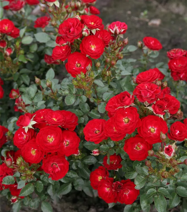 Zwergrose 'Mandy'®