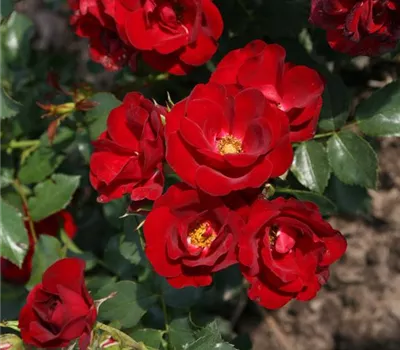 Rosa 'Marondo'® Rosa 'Marondo'®