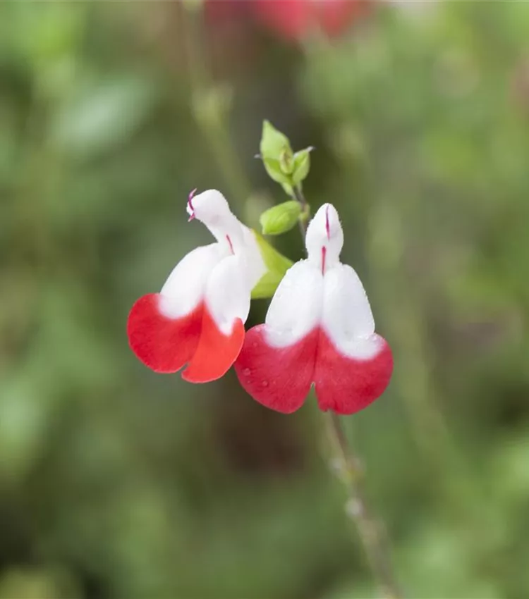 Sauge de Graham 'Hot Lips'