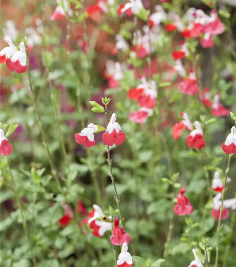 Sauge de Graham 'Hot Lips'