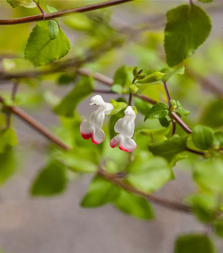 Sauge de Graham 'Hot Lips'