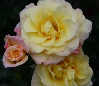 Rosa 'Moonlight'®