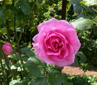 Rosa 'Mrs. John Laing' Rosa 'Mrs. John Laing'