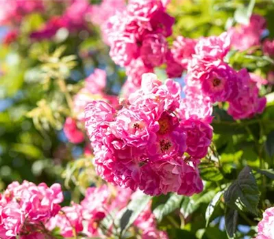 Rosa multiflora 'Bordeaux'