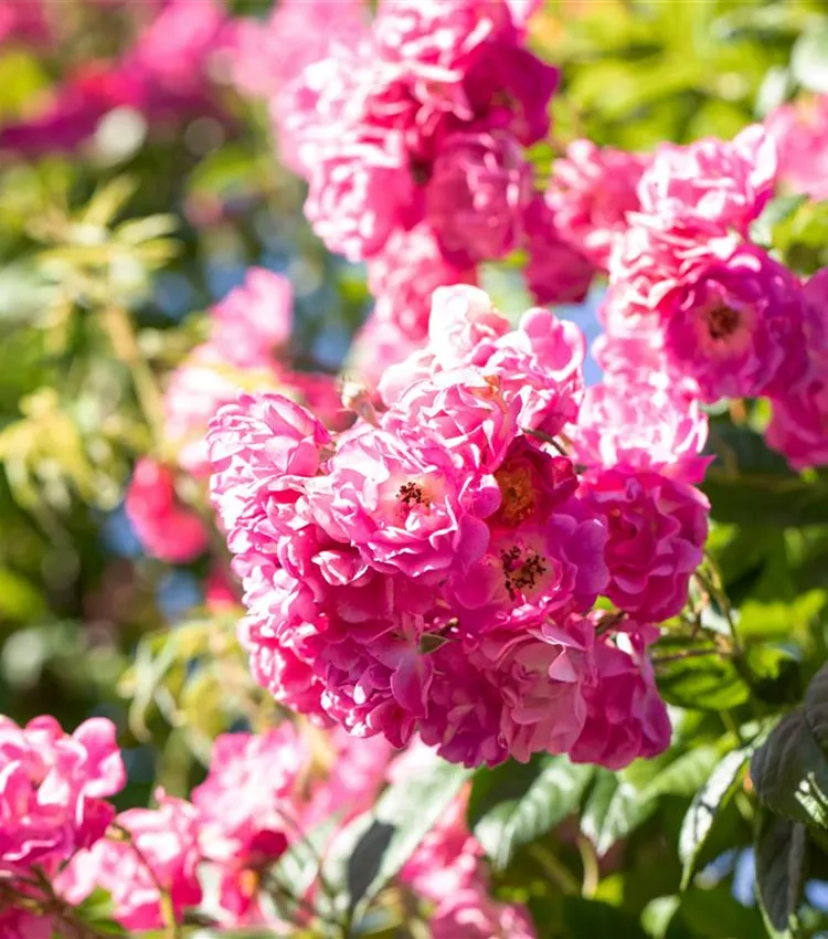 Rosier multiflore