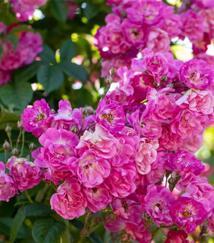 Rosier multiflore