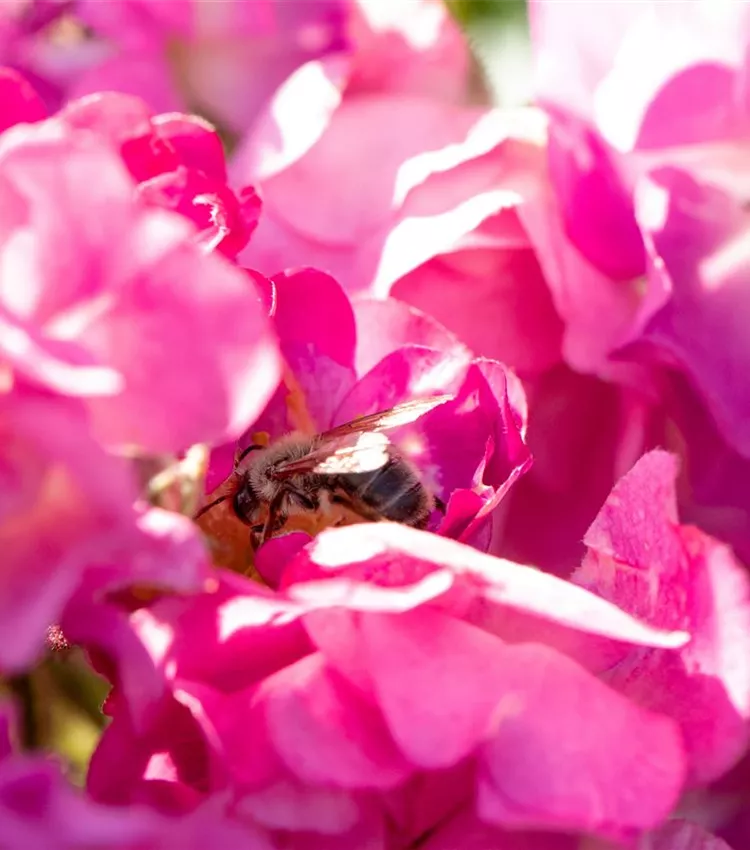 Rosier multiflore