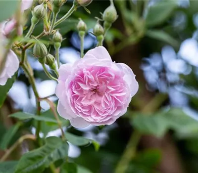 Rosa multiflora 'Laure Davoust'