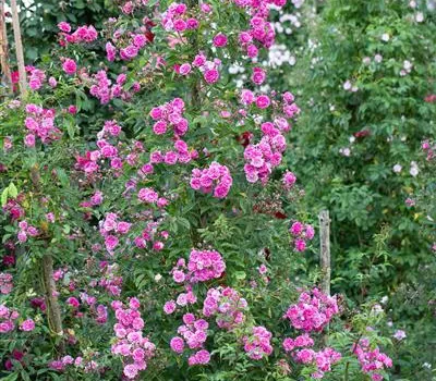Rosa multiflora 'Taunusblümchen'