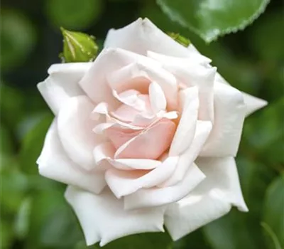 Rosa 'New Dawn'
