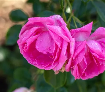 Rosa 'Olympe de Gouge'
