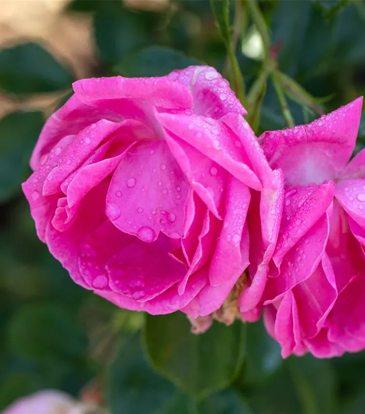 Kletterrose 'Olympe de Gouge'
