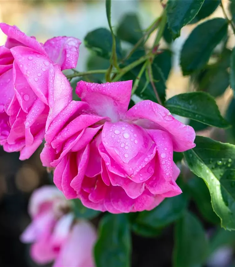 Kletterrose 'Olympe de Gouge'