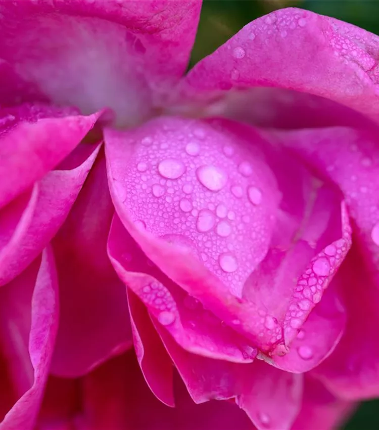 Kletterrose 'Olympe de Gouge'