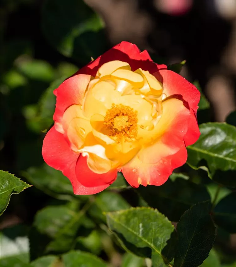 Floribunda
