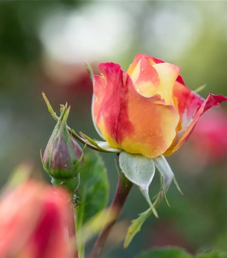 Floribunda