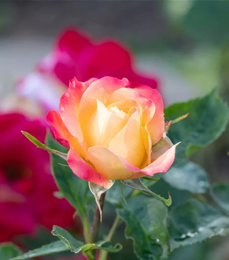 Floribunda