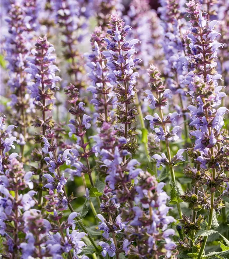 Steppen-Salbei 'Salute® Ice Blue'