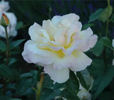 Rosa 'Peace'