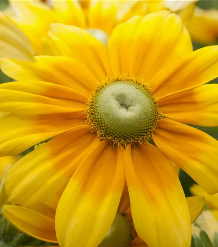 Rudbeckie 'Prairie Sun'