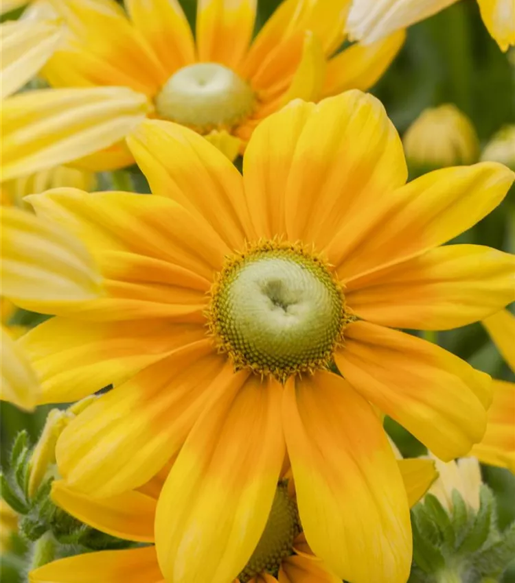 Rudbeckie 'Prairie Sun'