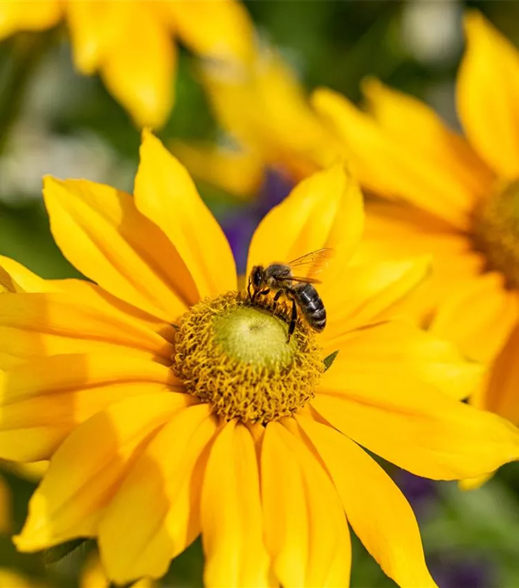 Rudbeckie 'Prairie Sun'