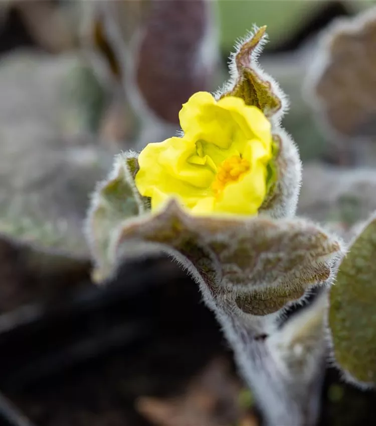 Saruma henryi