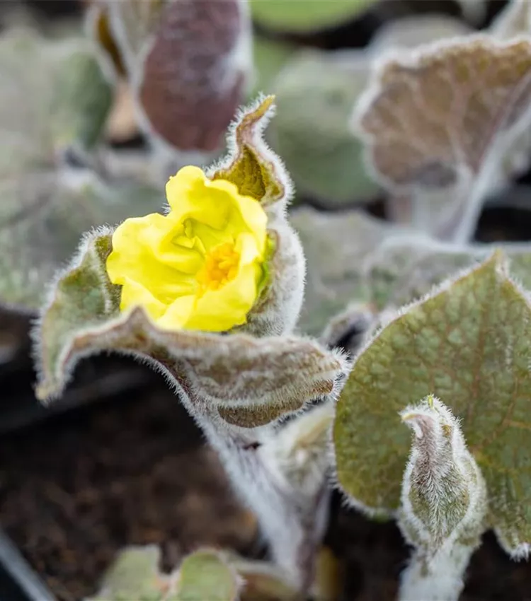 Saruma henryi