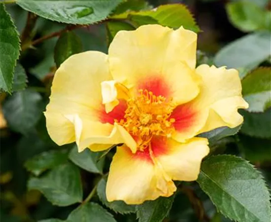 Rosa persica