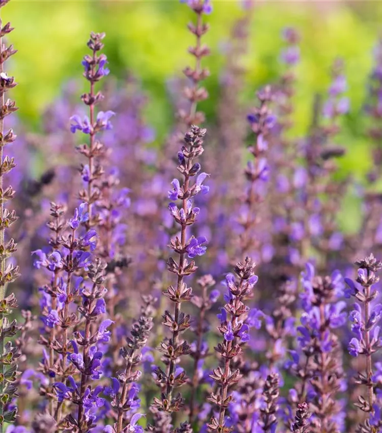 Garten-Blüten-Salbei 'Spring King'