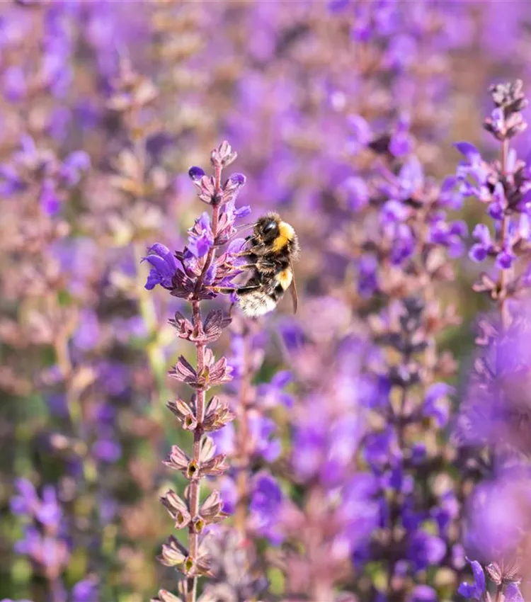 Garten-Blüten-Salbei 'Spring King'
