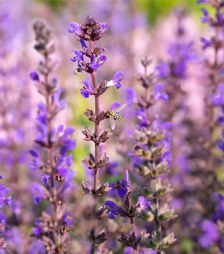 Garten-Blüten-Salbei 'Spring King'
