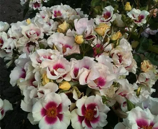 Rosa persica 'SEE YOU® in Purple'(s)