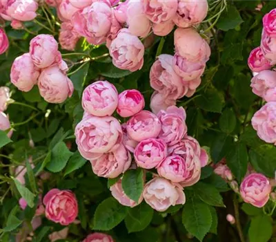 Rosa 'Raubritter'