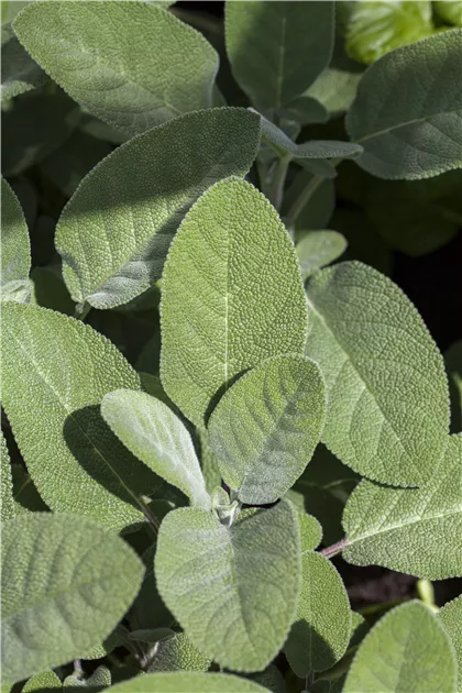 Salvia officinalis 'Elephant Ear', Elefantenohr-Salbei | RICOTER  Erdaufbereitung AG