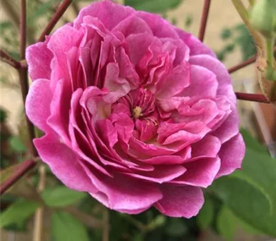 Rosa 'Romantic Siluetta'®