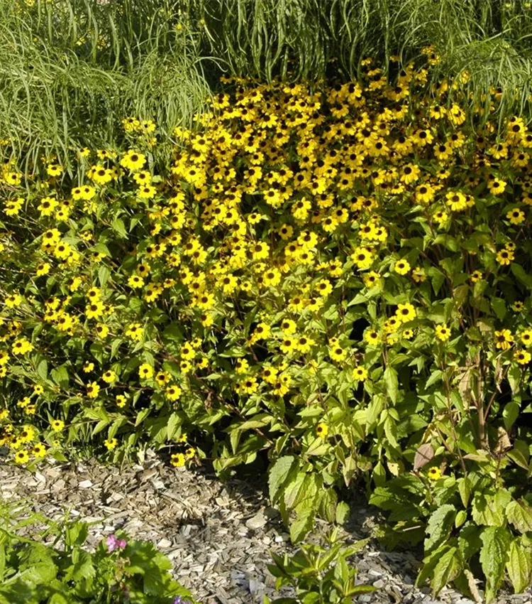 Rudbeckia