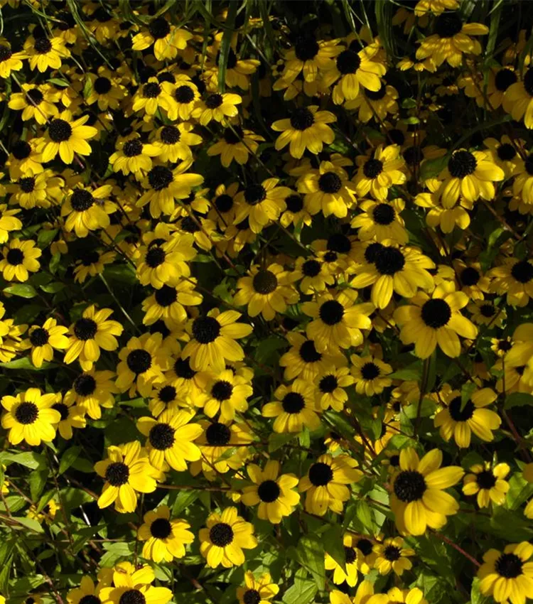 Rudbeckia