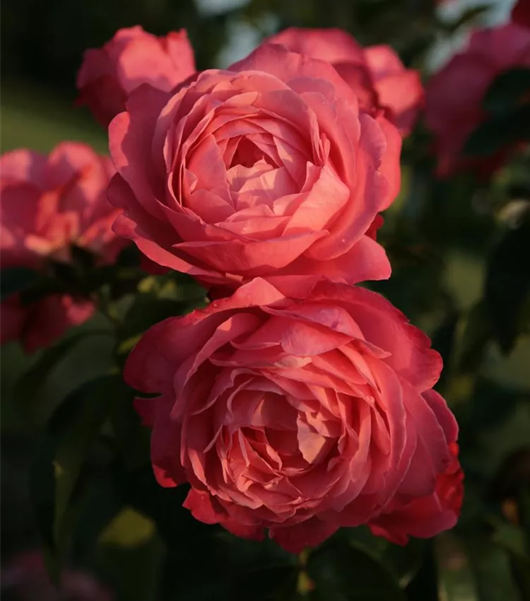 Rosier 'Rosanna'