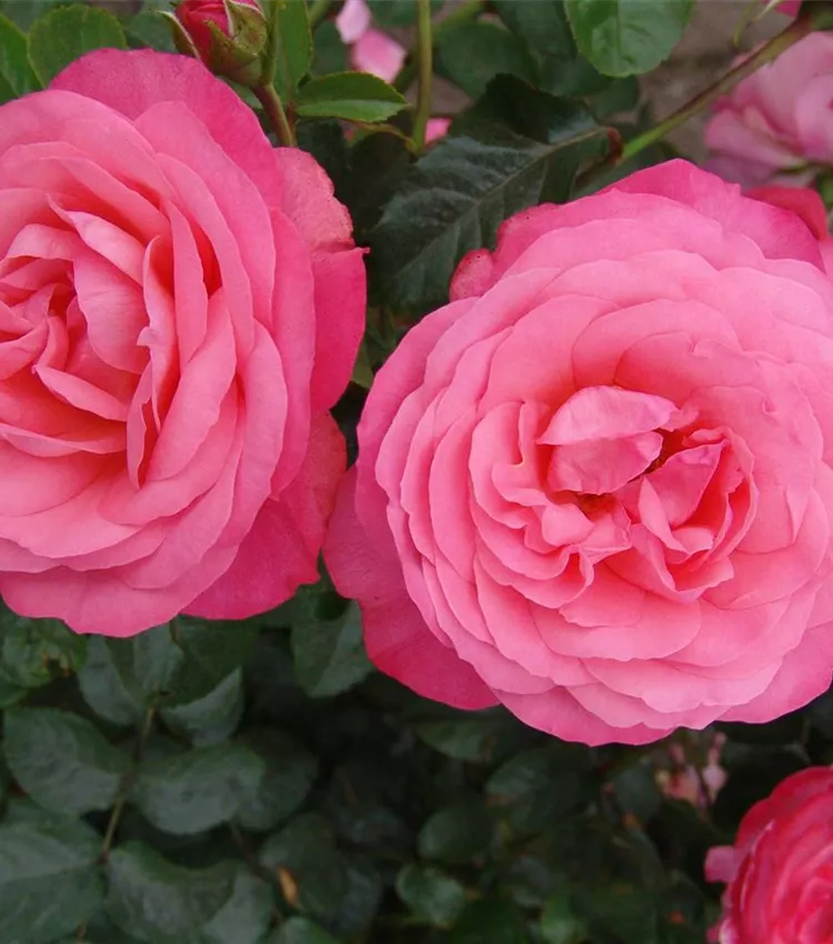Rosier 'Rosanna'