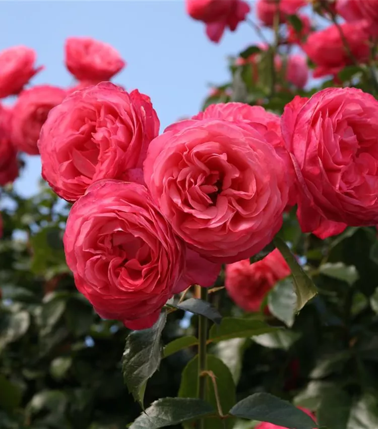 Rosier 'Rosanna'
