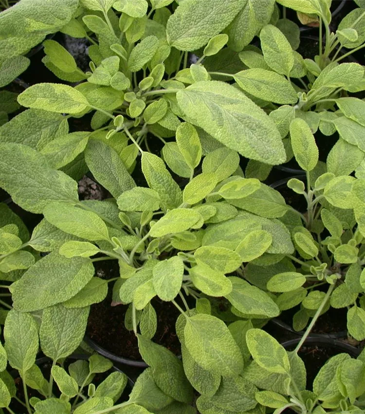 Buntblättriger Garten-Salbei