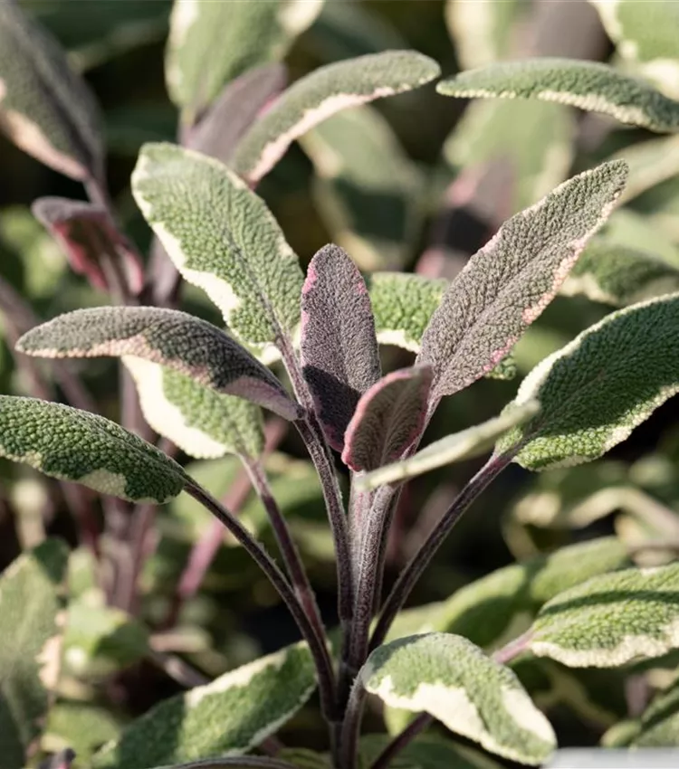 Sauge officinale 'Tricolor'