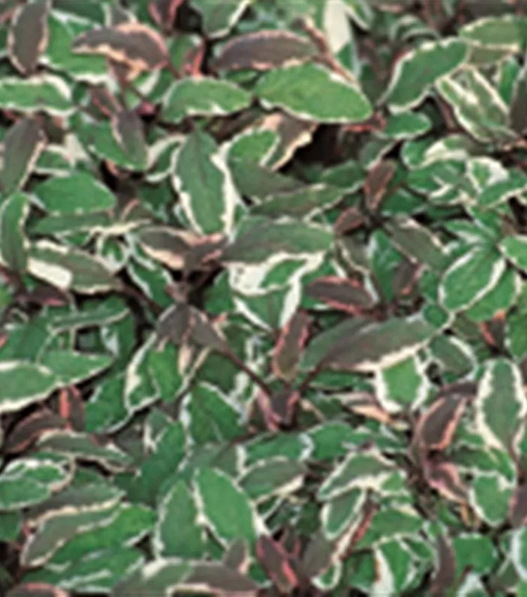 Sauge officinale 'Tricolor'