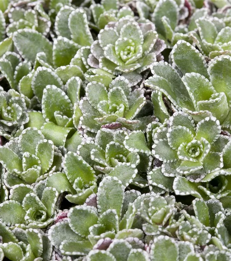 Saxifrage paniculée