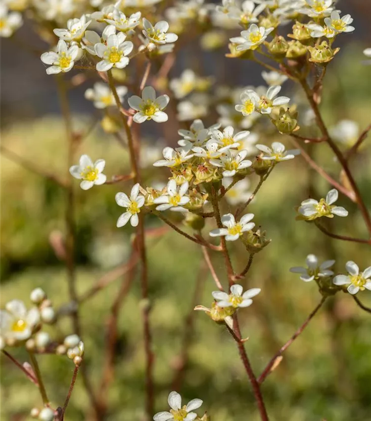 Saxifrage paniculée