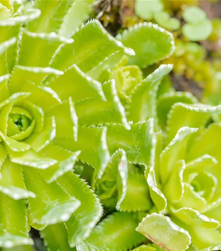 Saxifrage paniculée