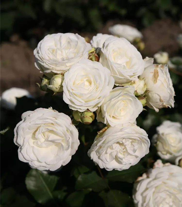 Zwergrose 'Schneeküsschen'®