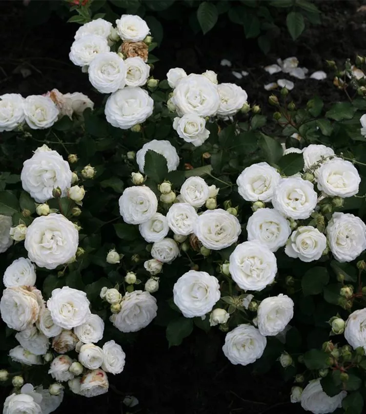Zwergrose 'Schneeküsschen'®