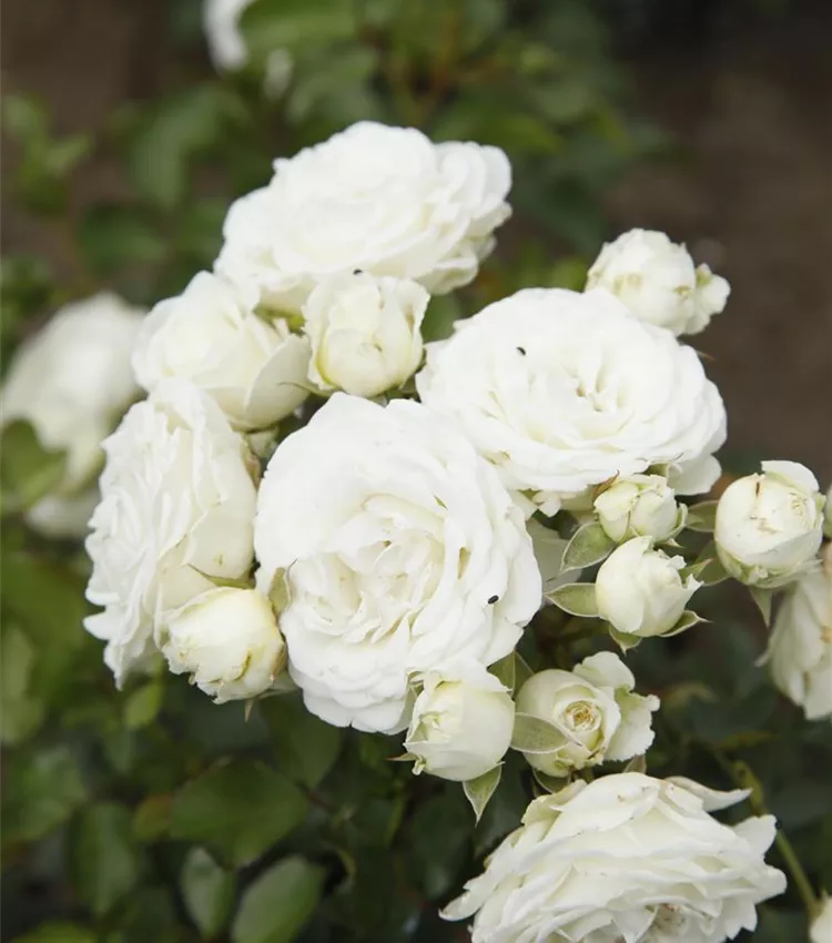 Zwergrose 'Schneeküsschen'®